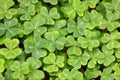 Redwood Sorrel patch