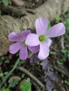 Redwood Sorrell flower Royalty Free Stock Photo