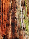 Redwood Texture