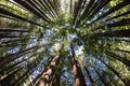 Redwood Tree Canopy Royalty Free Stock Photo