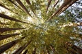 Redwood Tree Grove Royalty Free Stock Photo