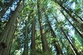 Redwood Tree Grove Royalty Free Stock Photo