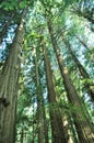 Redwood Tree Grove Royalty Free Stock Photo