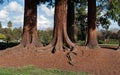 A redwood tree grove in a park Royalty Free Stock Photo