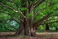 A redwood tree that has a huge size of trunk and prosperous green leaves