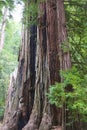 Redwood tree Royalty Free Stock Photo
