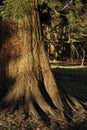 Redwood tree Lyme Park Disley, Darbyshire England. Royalty Free Stock Photo