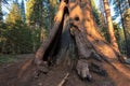 Redwood tree in Sequoia National Park