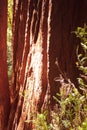 Redwood tree trunk in afternoon