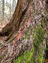 Redwood Tree Trunk and Green Moss Texture