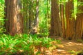 Redwood Trees