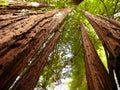 Redwood trees Royalty Free Stock Photo