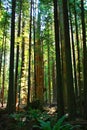 Redwood Trees in a dense forest Royalty Free Stock Photo