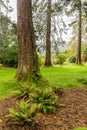 Redwood trees and ferns near the entrance to Benmore Botanic Garden, Scotland