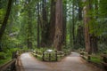 Redwood trees Royalty Free Stock Photo