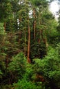 Redwood trees grow to unimaginable heights