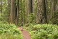 Redwood trees with hiker looking up. Royalty Free Stock Photo