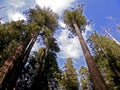 Redwood trees Royalty Free Stock Photo