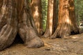 Redwood Trees in Mariposa Grove, Yosemite