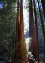 Redwood trees at Muir Woods National Monument Royalty Free Stock Photo