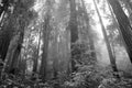 Redwood trees in Muir Woods national park Royalty Free Stock Photo