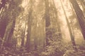 Redwood trees in Muir Woods national park Royalty Free Stock Photo