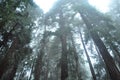 Redwood Trees in Muir Woods in the Rain Royalty Free Stock Photo