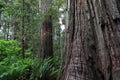 Redwood trees, Redwood National Park, California, USA Royalty Free Stock Photo