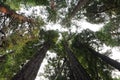 Redwood trees, Redwood National Park, California, USA Royalty Free Stock Photo