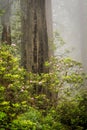 Redwood trees and rhododendrons in California, USA