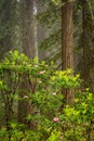 Redwood trees and rhododendrons in California, USA