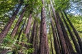 Redwood trees Sequoia sempervirens forest, California Royalty Free Stock Photo