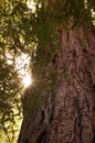 Redwood Trunk and Sun Flare Royalty Free Stock Photo