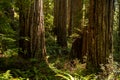 Redwood Trunks Catch Sun Light And Cast Shadows Deep Into The Forest Royalty Free Stock Photo