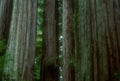 Redwoods 02