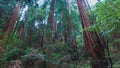 Redwoods California - beautiful giant red cedar trees - travel photography Royalty Free Stock Photo