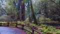 Redwoods California - beautiful giant red cedar trees - travel photography Royalty Free Stock Photo