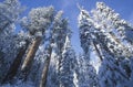 Redwoods Covered in Snow,