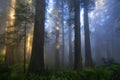 Redwoods Forest in the Morning