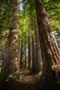 Redwoods forest, New Zealand. Royalty Free Stock Photo
