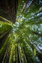 Redwoods forest, New Zealand. Royalty Free Stock Photo