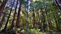 Redwoods in Muir Woods