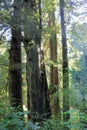 Redwoods National Park, Redwood Trees in Morning Light at Prairie Creek Redwoods State Park, California, USA Royalty Free Stock Photo