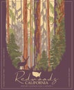 Redwoods park in California vector colorful poster. State parks. World`s tallest trees. Royalty Free Stock Photo