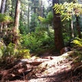 Redwoods playground