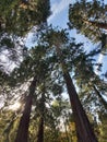 Redwoods redwood forest sky sunshine tree nature scene