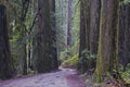 Redwoods, Redwood National Park. Royalty Free Stock Photo