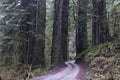 Redwoods, Redwood National Park. Royalty Free Stock Photo