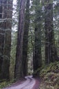 Redwoods, Redwood National Park. Royalty Free Stock Photo