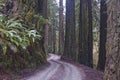 Redwoods, Redwood National Park. Royalty Free Stock Photo